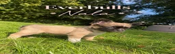 Franse Bulldog honden te koop: Franse Bulldog pups! Uniek dna+ arfe stamboom - Advertentie 20