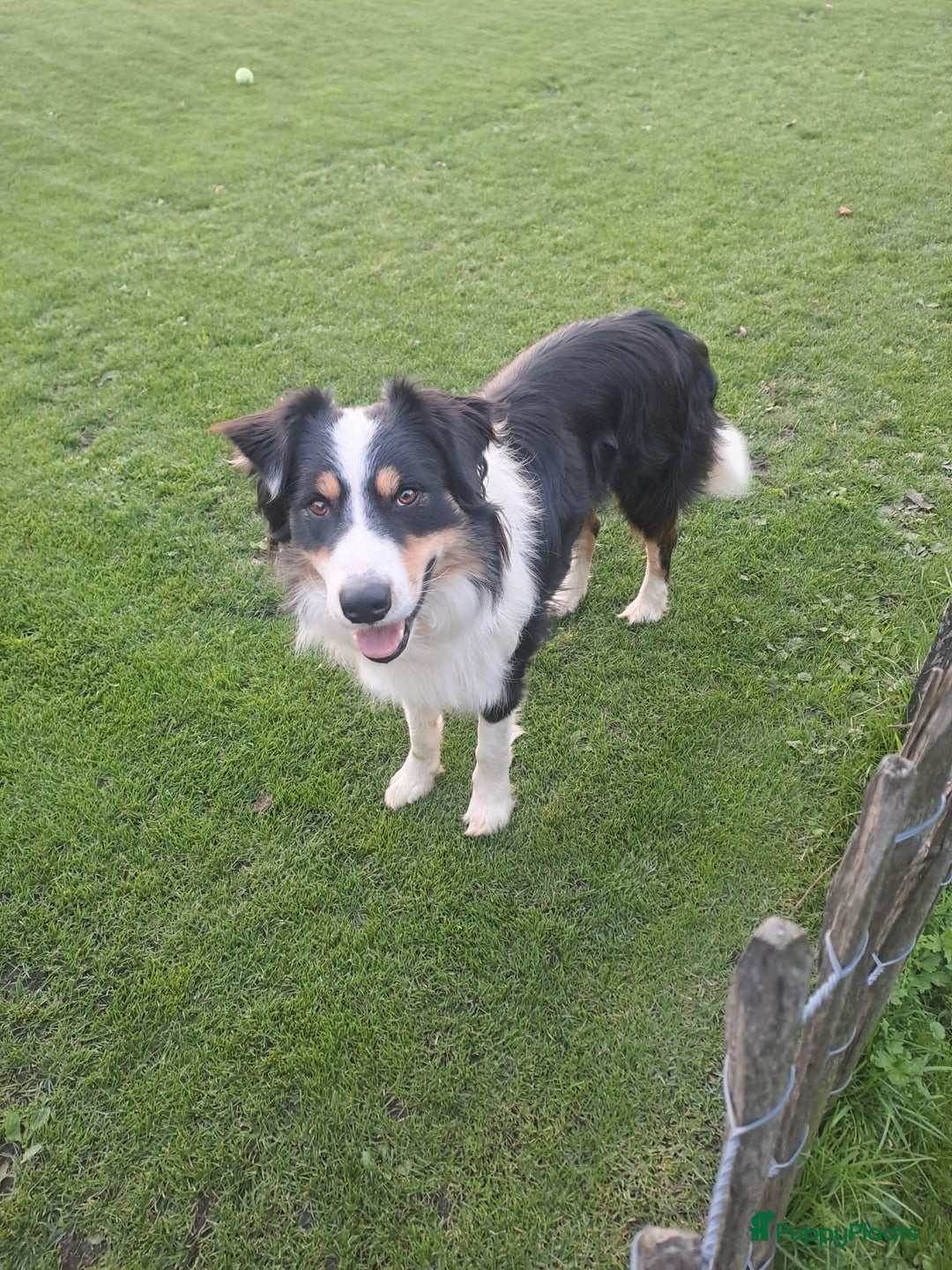 Kruising honden te koop: Labrador/golden retriever/border collie pups - Advertentie 6