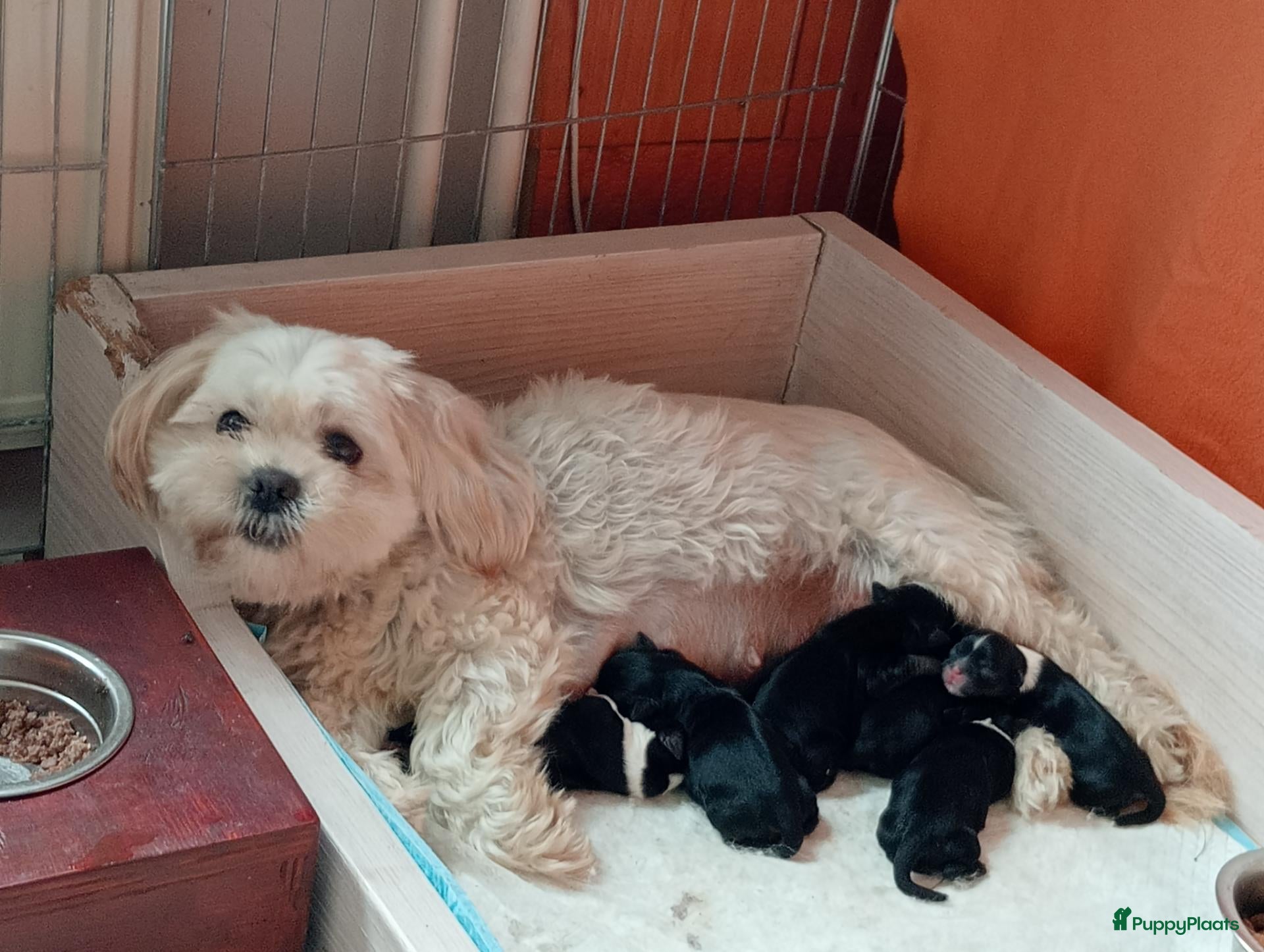 Kruising honden Boomer Maltezer x Shih Tzu  - Advertentie 18