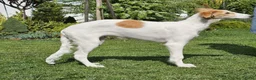 Barsoi honden te koop: AZALIA, Borzoi-teef uit FCI-kennel zoekt thuis - Advertentie 4