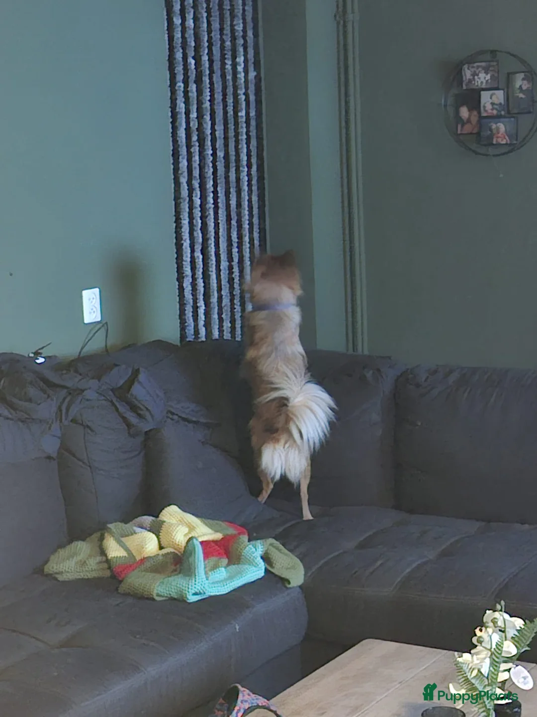 Keeshond honden te koop: Dwergkeesje teefje 1.5 jaar - Advertentie 3