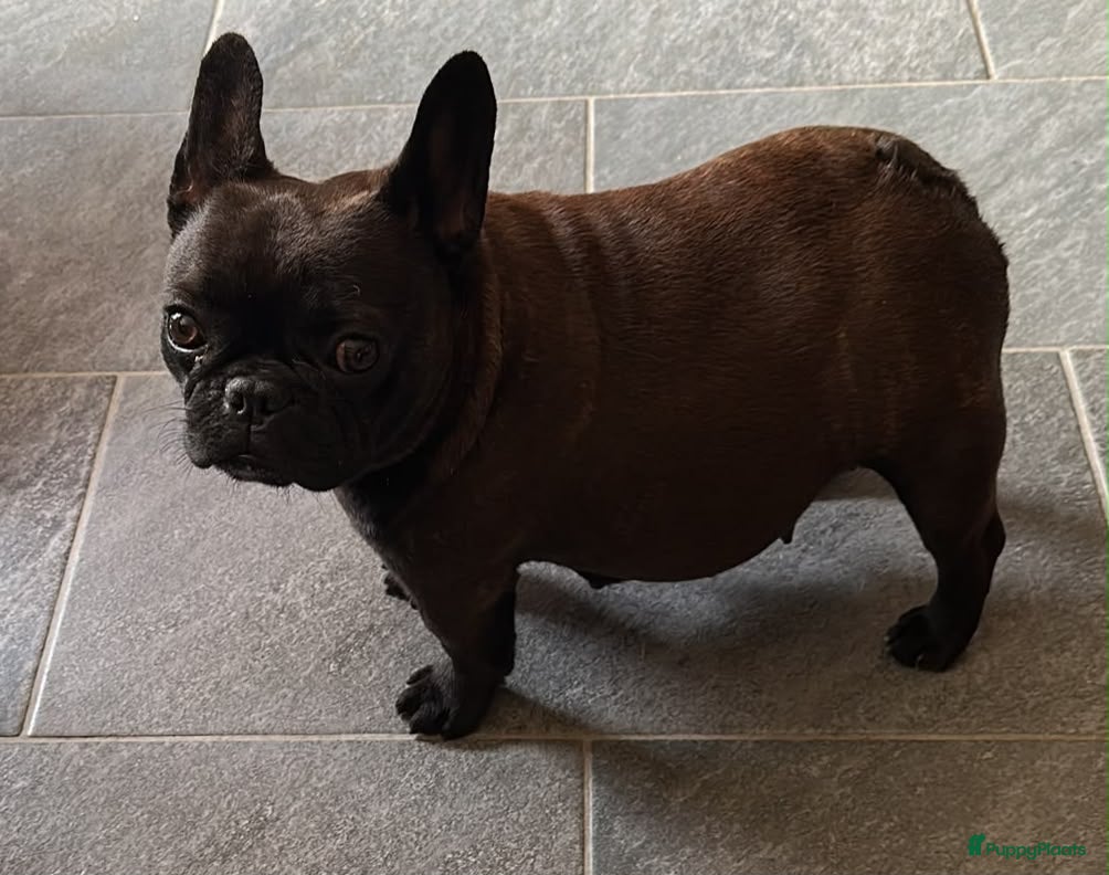 Franse Bulldog honden Franse Bulldog pupjes - Advertentie 4
