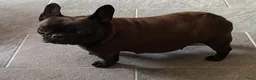 Franse Bulldog honden te koop: Franse Bulldog pupjes - Advertentie 1