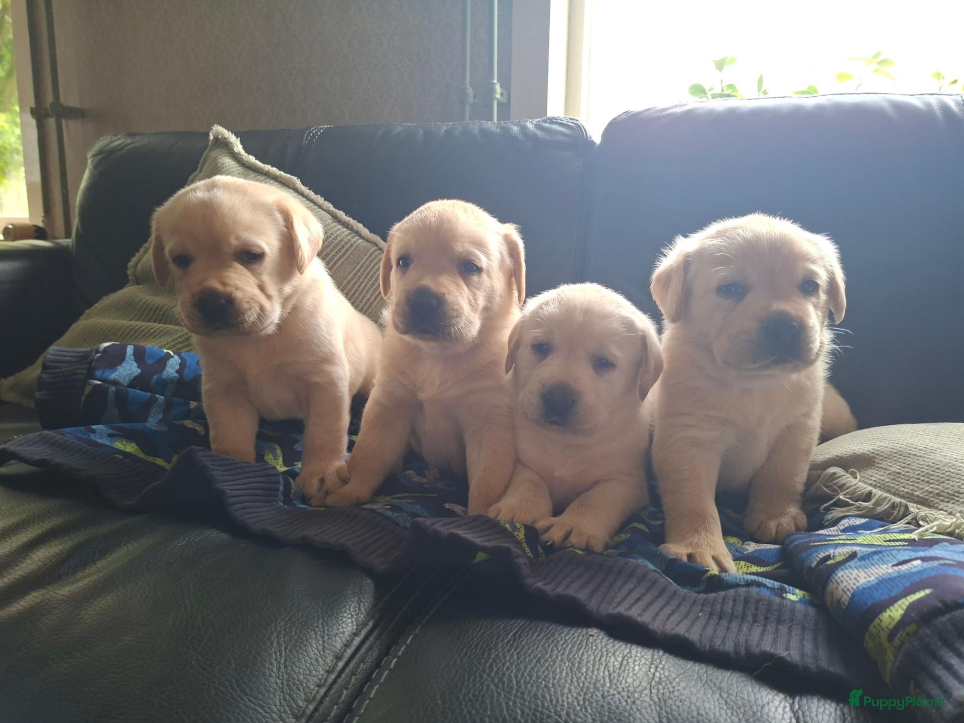 Labrador Retriever honden Raszuivere labrador retriever pup stamboom  - Advertentie 1