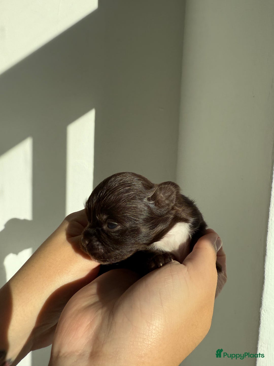 Chihuahua honden te koop: Chihuahuas pups - Advertentie 29