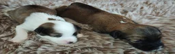 Tibetaanse Terriër honden te koop: Raszuivere Tibetaanse Terriër pups  - Advertentie 8