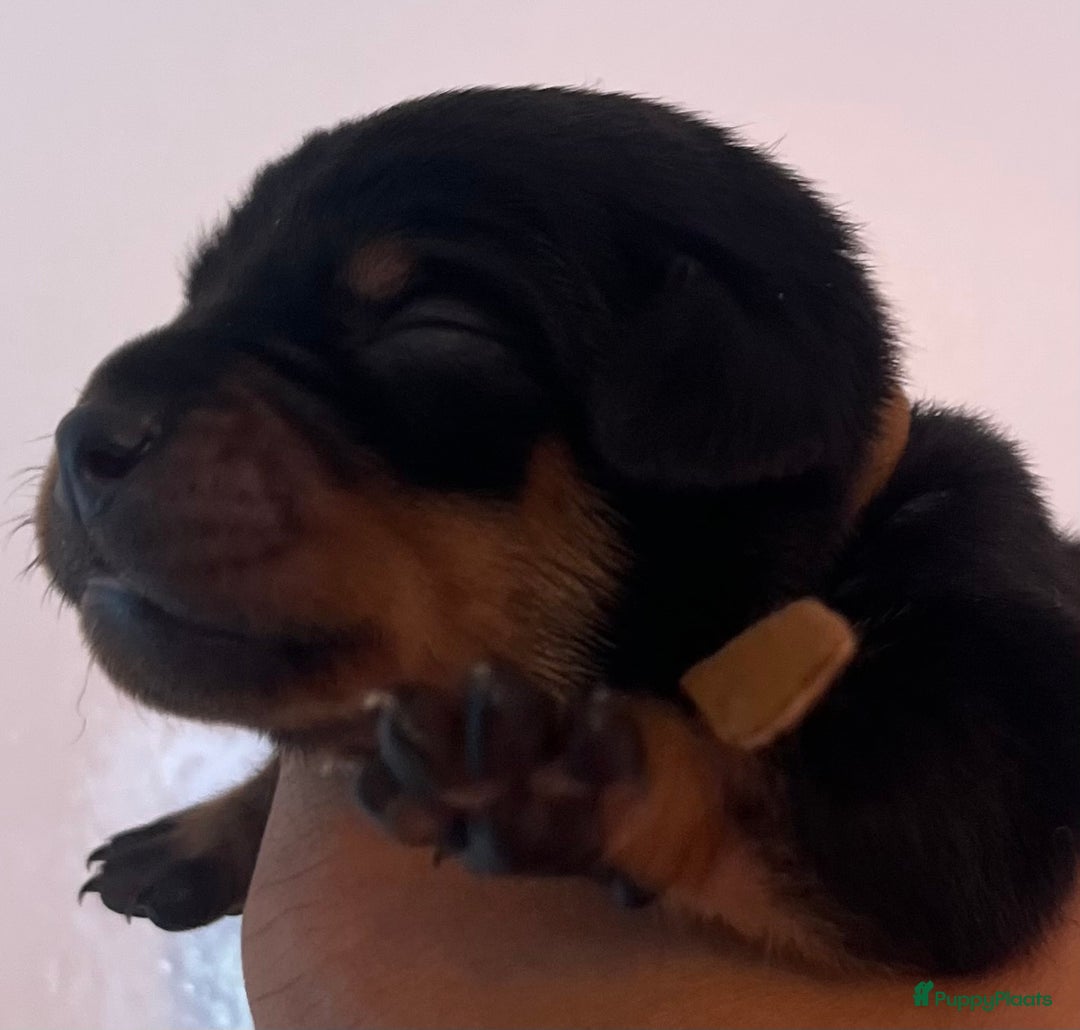 Kruising honden te koop: Carlin Pinscher Pups - Advertentie 2