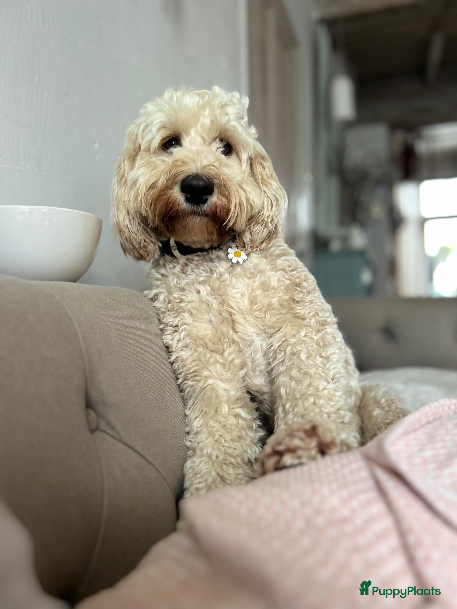 Kruising honden Cockapoo x doodle pups zoeken de liefste baasjes - Advertentie 1