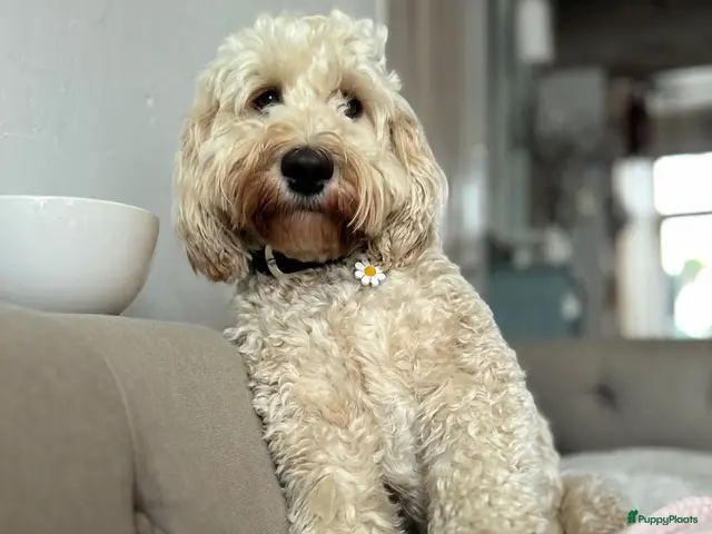 Kruising honden Cockapoo x doodle pups zoeken de liefste baasjes - Advertentie 2