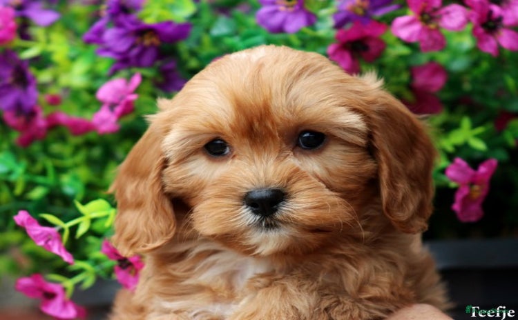 Cavapoo honden - Advertentie 10