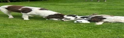 Heidewachtel honden te koop: Heidewachtel pups - Advertentie 5