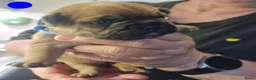 Franse Bulldog honden te koop: Fr bulldog puppy's met stamboom geteste ouders  - Advertentie 37