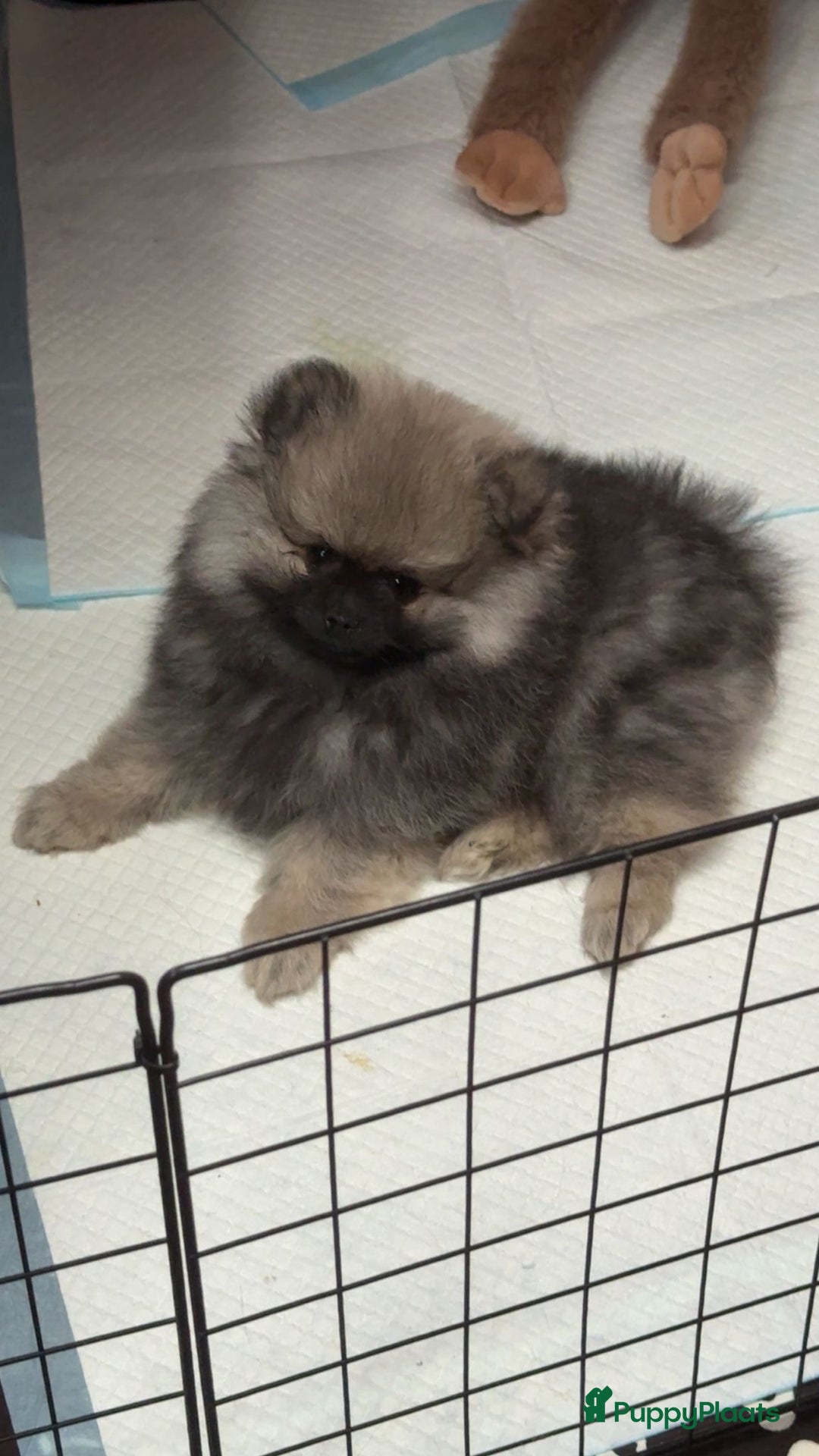 Pomeriaan honden te koop: prachtige pomeriaan pups te koop 1 reutje 1 teefje - Advertentie 2