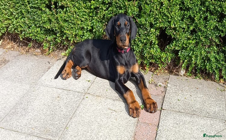 Dobermann honden - Advertentie 4