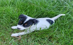 Jack Russel Terriër honden te koop: Lieve ruwharige JACK RUSSELTJES Laagbenig, dď - Afbeelding 25