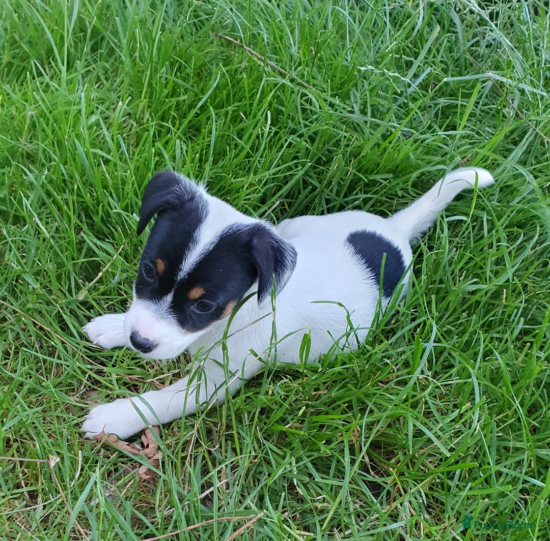 Jack Russel Terriër honden te koop: Lieve ruwharige JACK RUSSELTJES Laagbenig, dď - Afbeelding 25