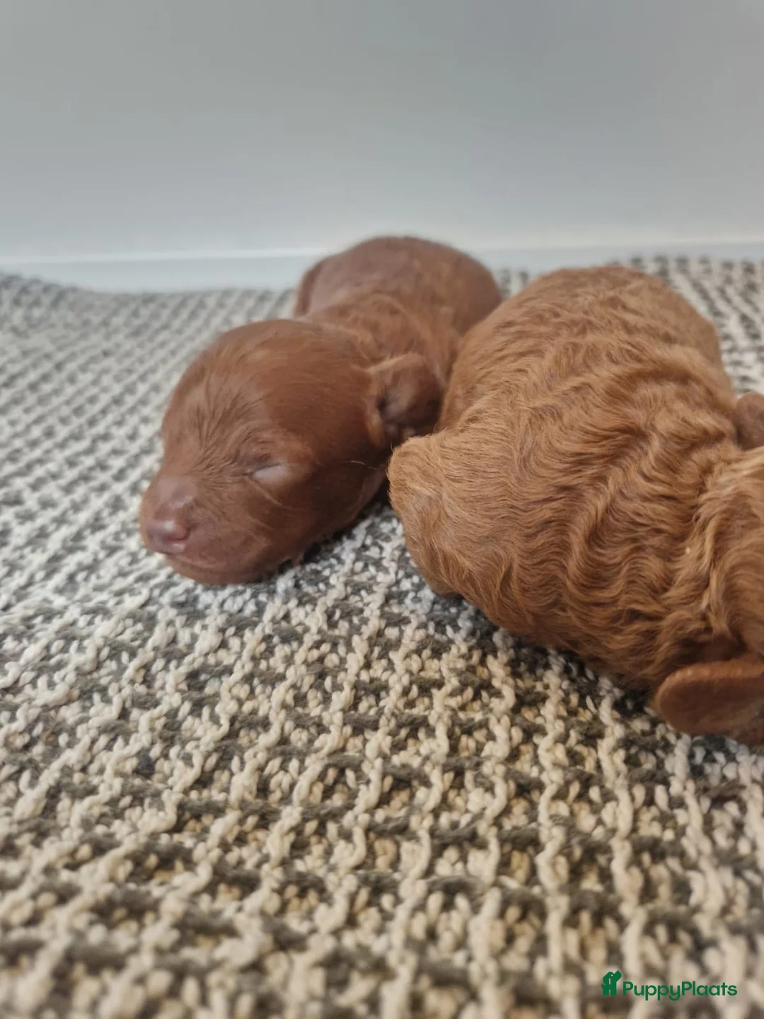 Poedel Toy honden te koop: Toypoedel pups te koop - Advertentie 8