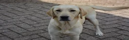 Goldador honden te koop: Lieve Goldador pups mogen naar hun nieuwe huisje - Advertentie 10