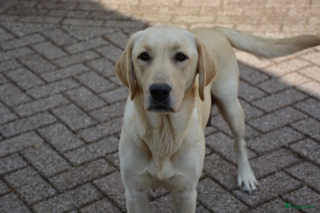 Goldador honden te koop: Lieve Goldador pups mogen naar hun nieuwe huisje - Advertentie 10