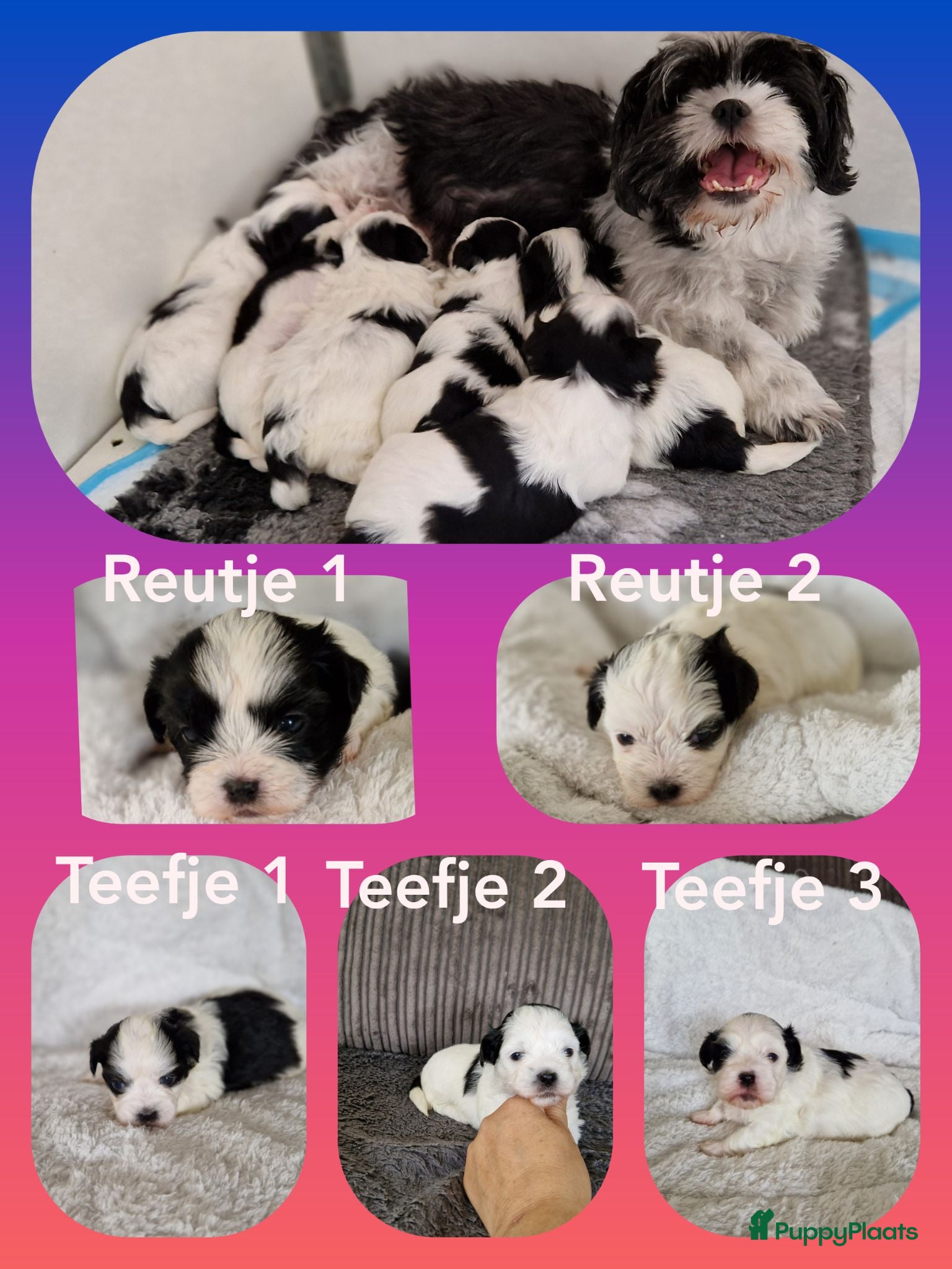 Kruising honden Maltezer shih tzu/ maltezer - Advertentie 1