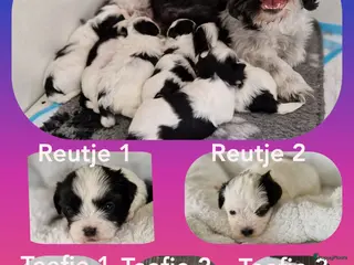 Kruising honden Maltezer shih tzu/ maltezer - Advertentie 1