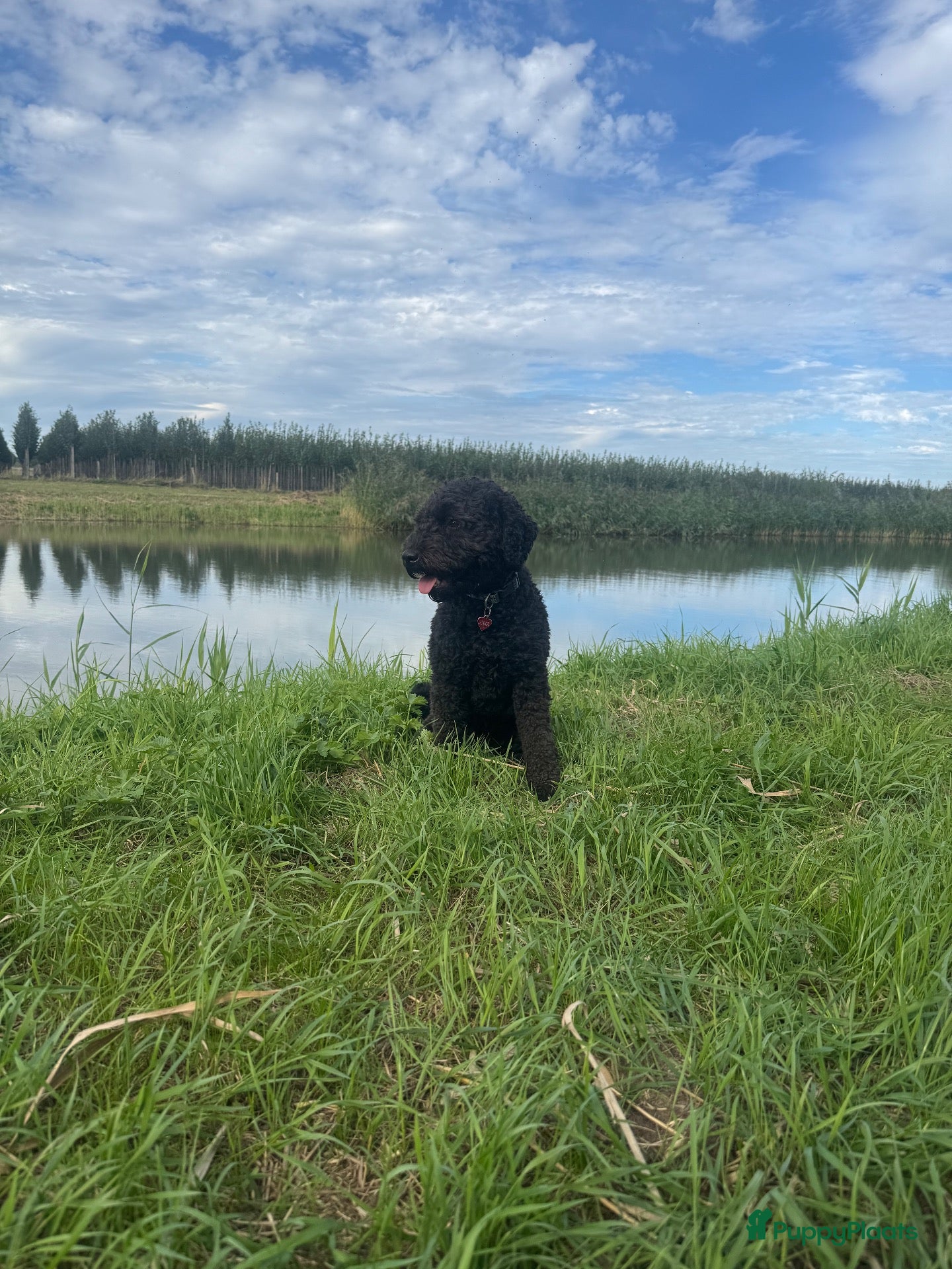 Kruising honden te koop: Australian labradoodle x double doodle - Advertentie 4