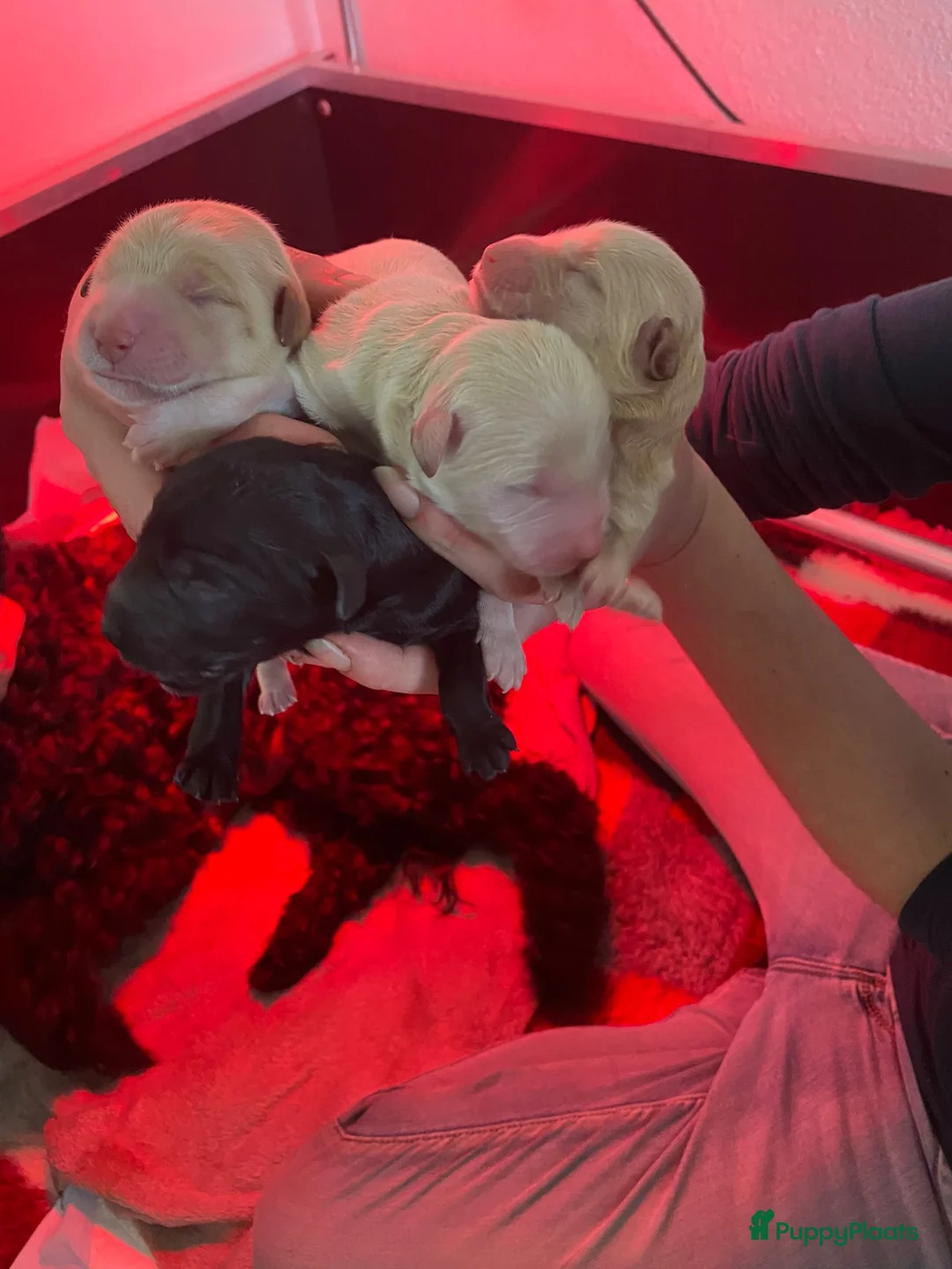 Labradoodle honden ter dekking: KNAPPE HALF AUSTRALIAN LABRADOODLE DEKREU PUK in Breda - Advertentie 27