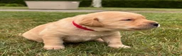 Labrador Retriever honden te koop: Prachtige Blonde Labrador Pups🐾 in Sint-Oedenrode - Advertentie 4