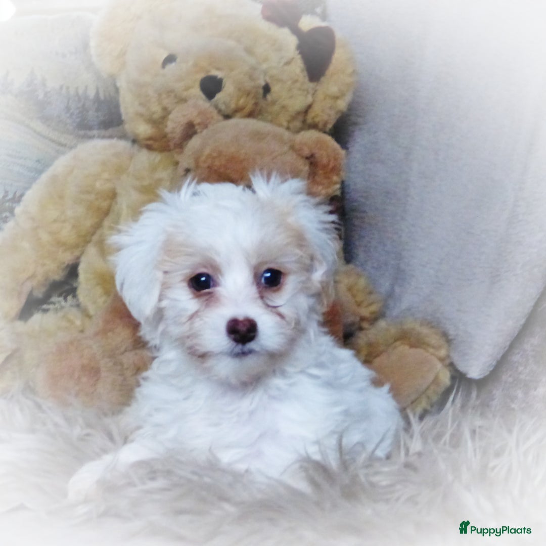 Maltipoo honden te koop: Maltipoo teefje - Advertentie 7