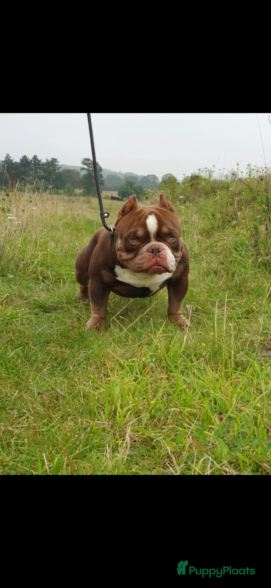Amerikaanse Bully honden te koop: Tekoop zeer prachtige american bully micro teefjes - Advertentie 2