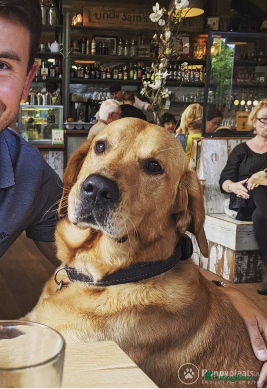 Goldador honden Pippa is 3 jaar, zeer vitaal en erg lief in Bergen (NH) - Advertentie 9