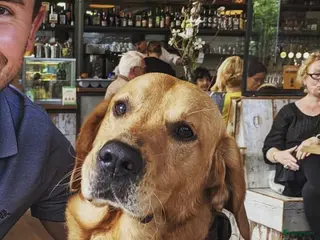 Goldador honden Pippa is 3 jaar, zeer vitaal en erg lief in Bergen (NH) - Advertentie 16