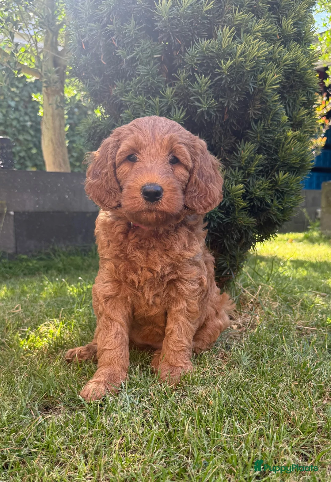 Australian Labradoodle honden te koop: 🐾 PUPPY’S VERWACHT VAN SUUS & BILLY 🐾 - Advertentie 12