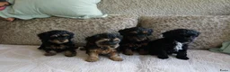Kruising honden te koop: Maltipoo black & tan  een zwart met witte bles - Advertentie 25
