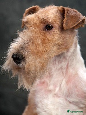 Fox Terriër Draadhaar honden ruwharige fox terrier pups - Advertentie 1