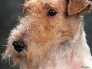 Fox Terriër Draadhaar honden ruwharige fox terrier pups - Advertentie 1