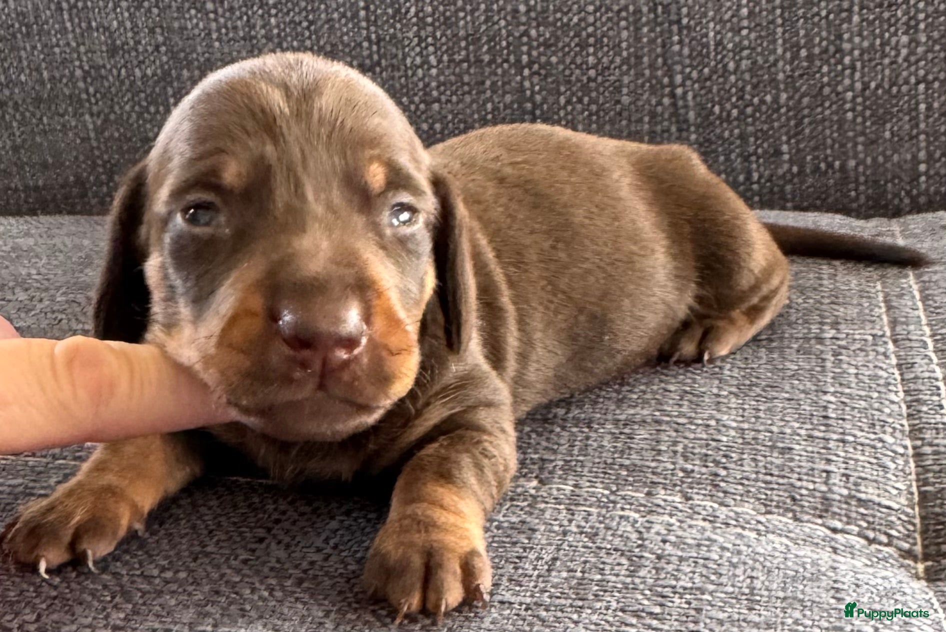Teckel (korthaar)  honden Prachtige teckel pups  grootgebracht in huis - Advertentie 3
