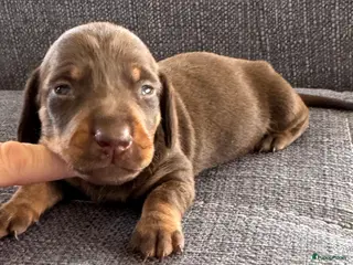 Teckel (korthaar) honden Prachtige teckel pups grootgebracht in huis - Advertentie 3