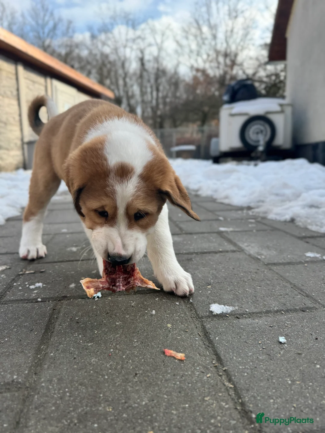 Alabai honden te koop: Prachtige Alabai - Central Asian Ovcharka teef  - Advertentie 7