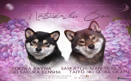 Shiba honden te koop: Shiba Inu pups met FCI stamboom - Afbeelding 21