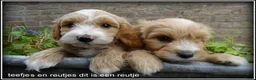 Maltipoo honden te koop: Maltipoo F1b pups - Advertentie 6