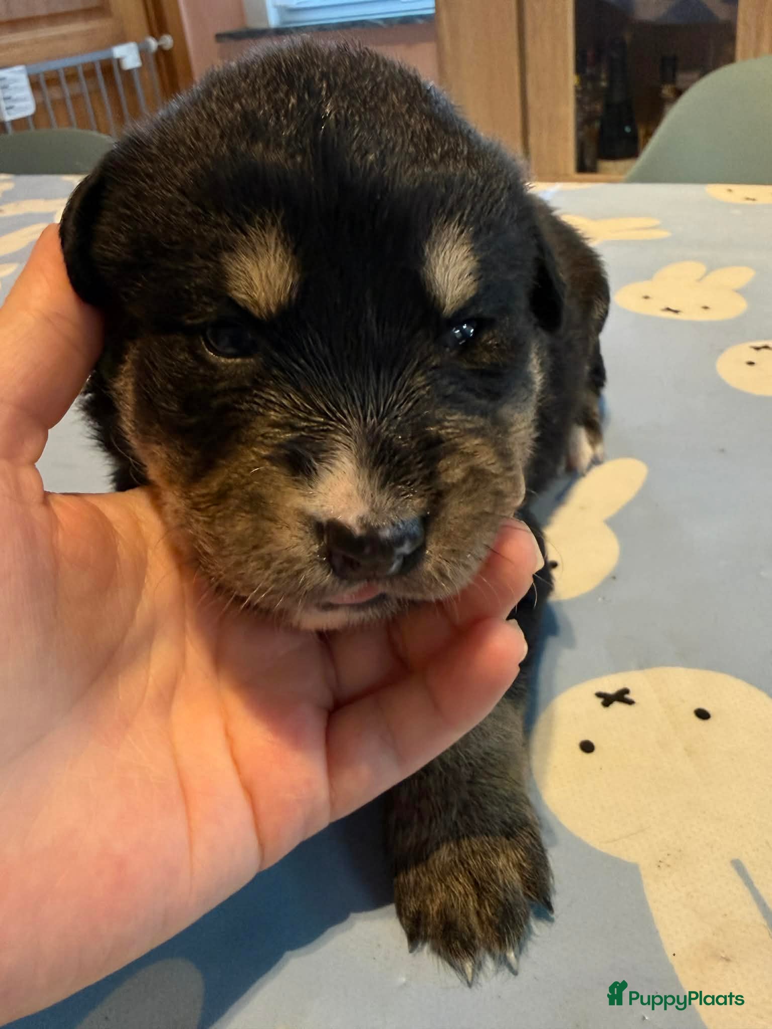 Kruising honden Mooie bernsky pupps  - Advertentie 2