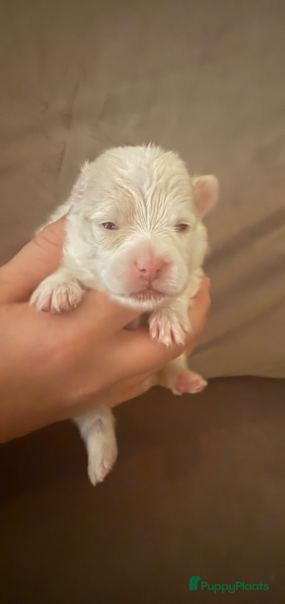 Pomeriaan honden te koop: Pomeriaan pups - Advertentie 2