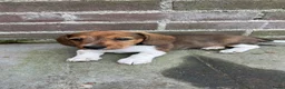 Ruwhaar Teckel honden te koop: Ruwharige piebald teckel - Advertentie 4