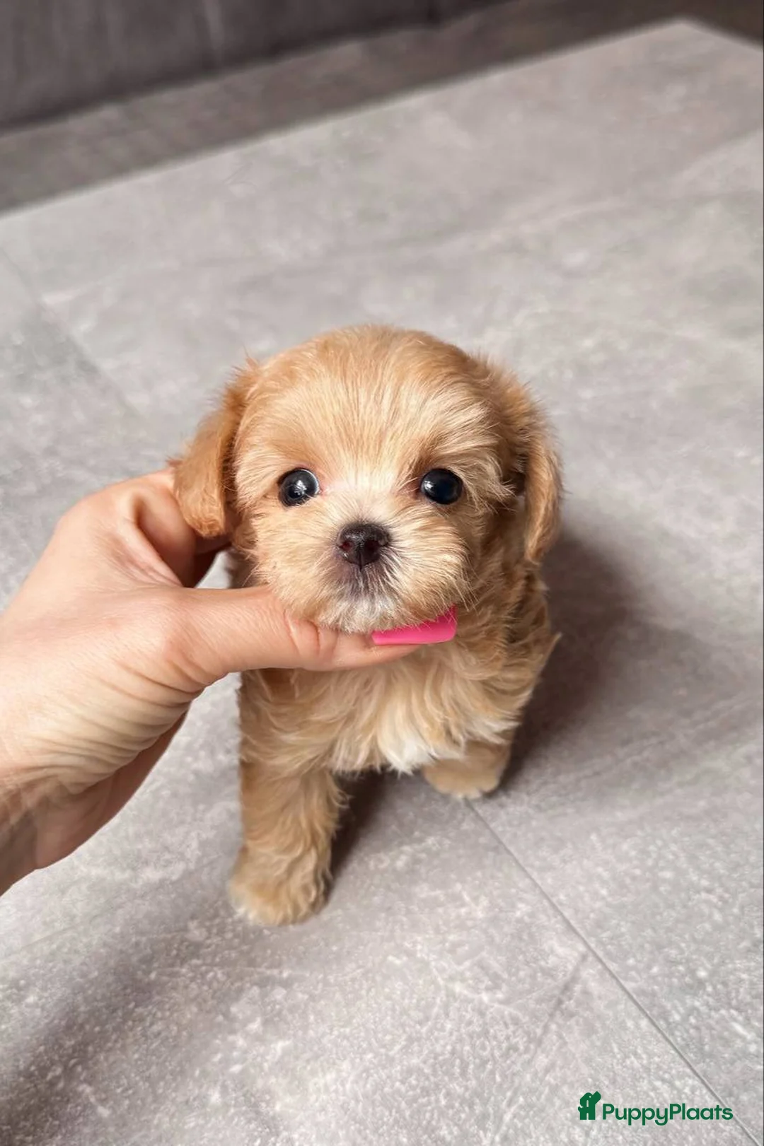 Maltipoo honden te koop: Te koop: allerliefste Maltipoo teefje in Rozenburg - Advertentie 2