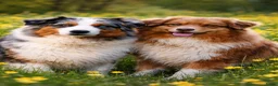 Australian Shepherd honden te koop: 🐾 Australian Shepherd pups, Super sociaal 🌸 - Advertentie 12