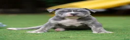 Amerikaanse Bully honden ter dekking: American Bully XL dekreu  - Advertentie 28