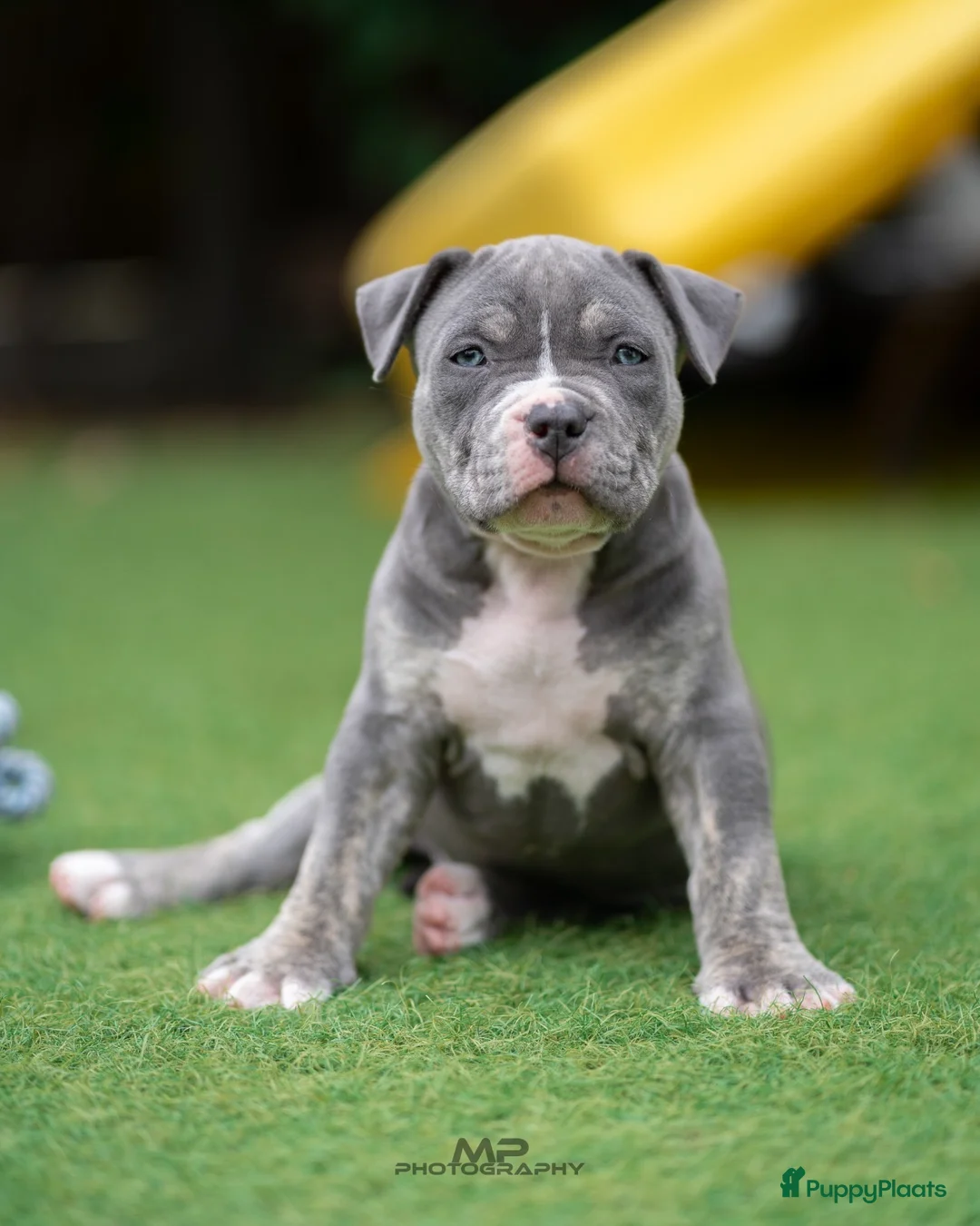 Amerikaanse Bully honden ter dekking: American Bully XL dekreu  - Advertentie 28