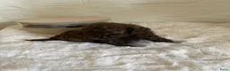 Poedel Toy honden te koop: 3 prachtige toy poedels  - Advertentie 13