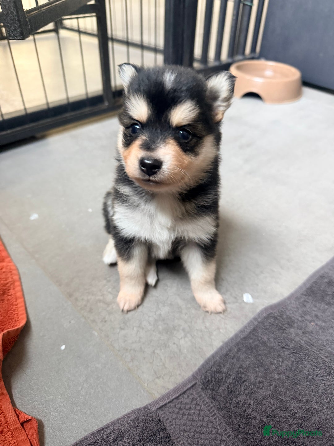 Kruising honden te koop: Prachtige Pomsky pups, in huis opgegroeid - Advertentie 9